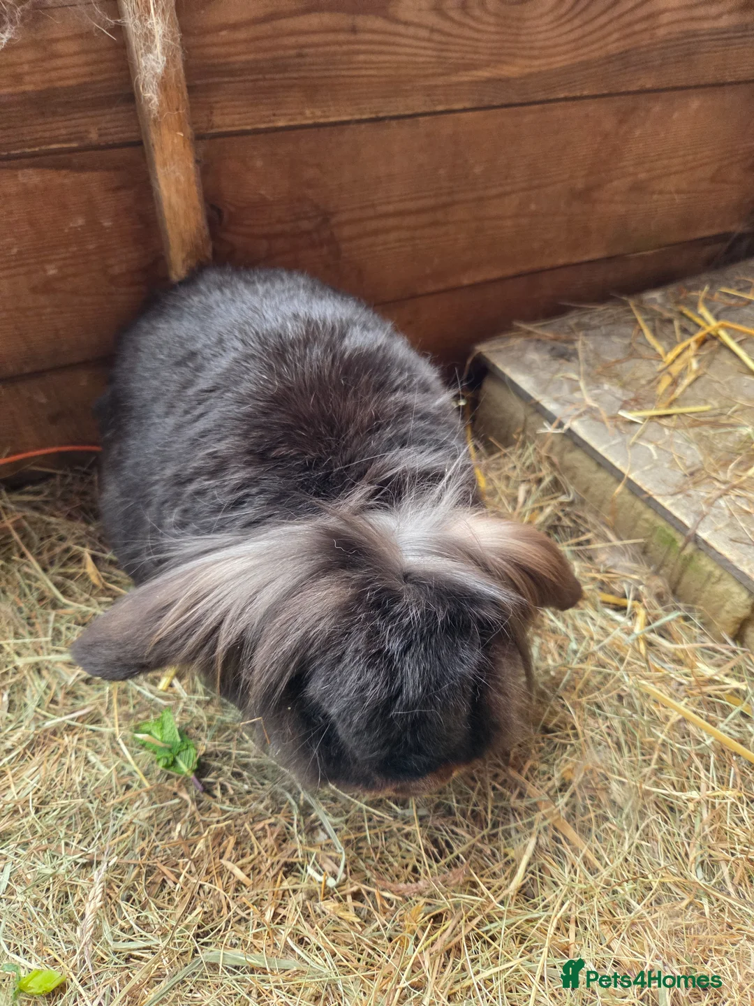 Mini Lop rabbits for sale: 2 neutered rabbits - Advert 2