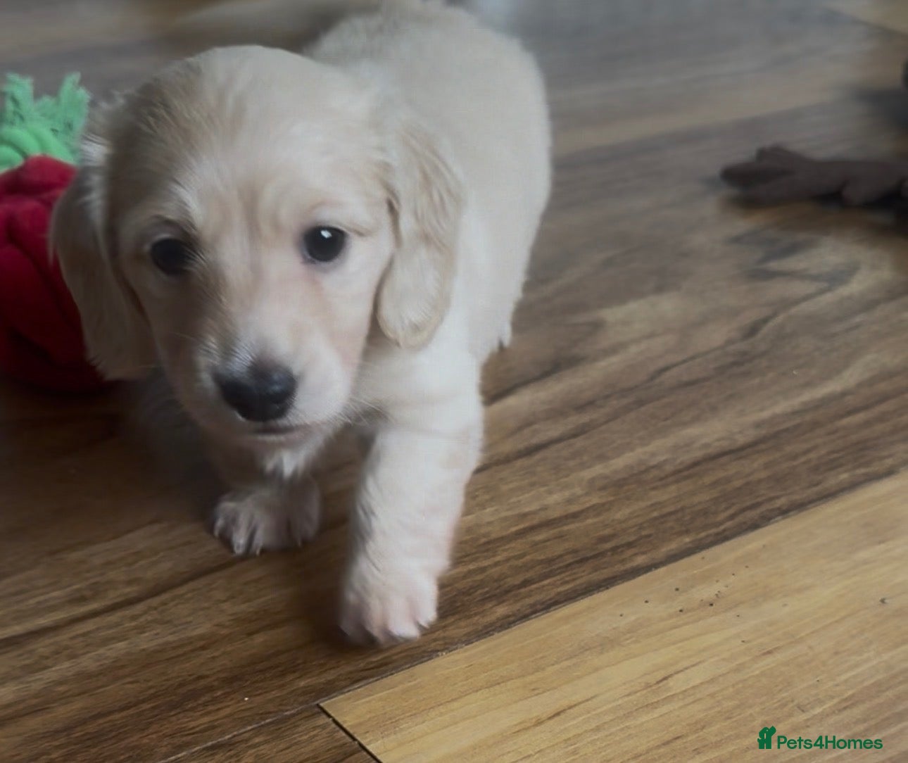 Miniature Dachshund dogs Dna colour tested true cream pups  - Advert 15