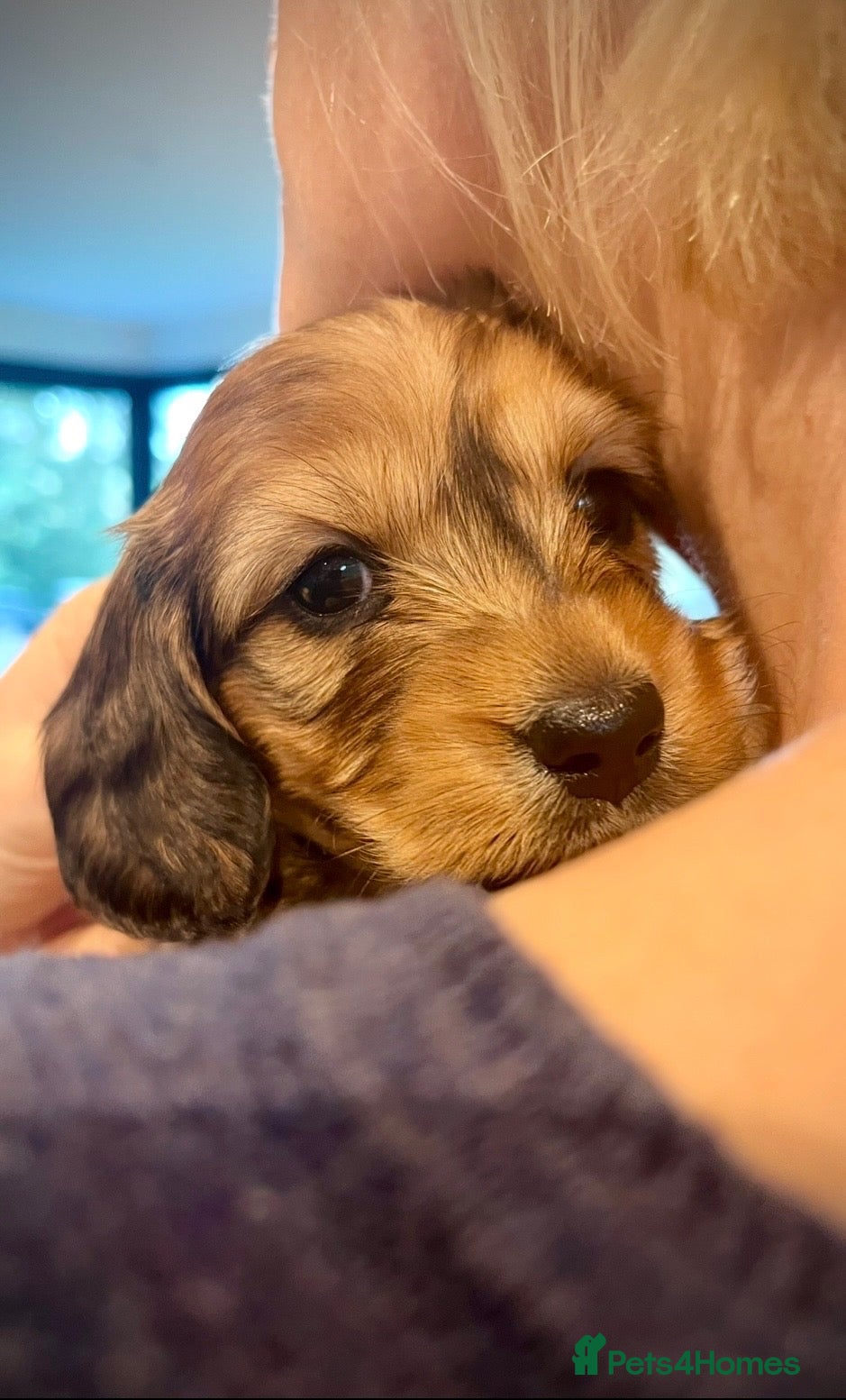 Miniature Dachshund dogs for sale: Gorgeous mini dachshund puppies-family raised - Advert 1