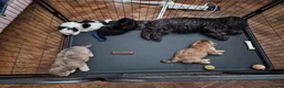 Maltese dogs for sale: F2 Maltese in Dover - Advert 1