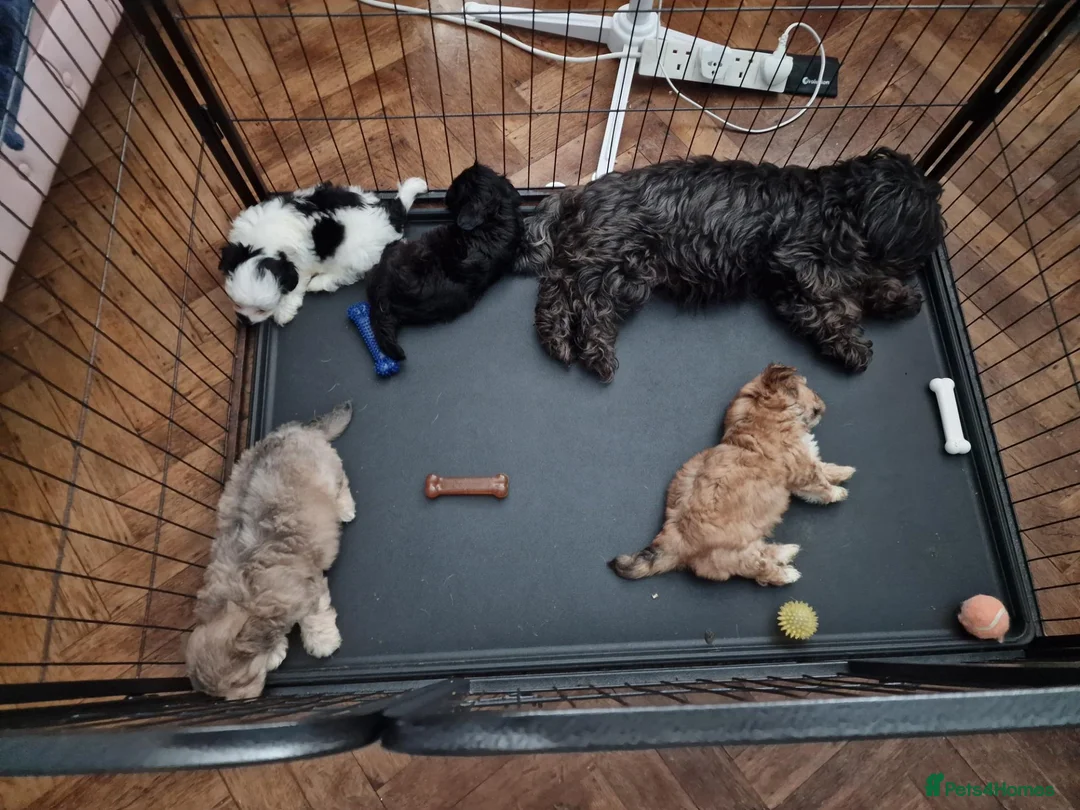 Maltese dogs for sale: F2 Maltese in Dover - Advert 1