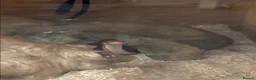 Corn Snake reptiles for sale: Two beautiful snakes for sale - Advert 6