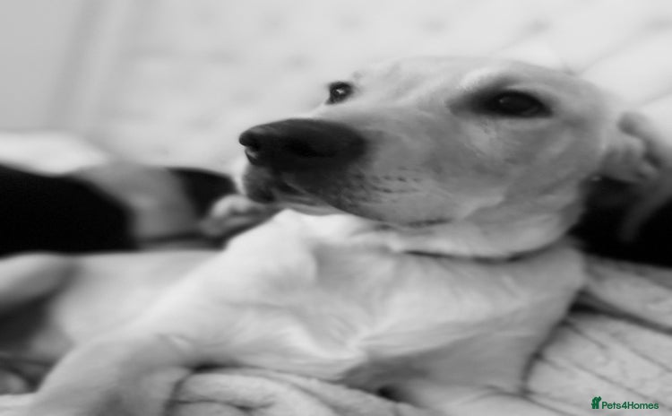 Labrador Retriever dogs Male Labrador  - Advert 2