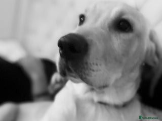 Labrador Retriever dogs Male Labrador - Advert 13