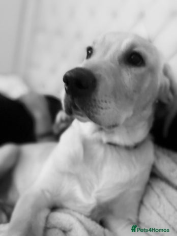 Labrador Retriever dogs Male Labrador - Advert 1