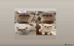 Exotic cats for sale: Outstanding exotic kittens  - Image 2