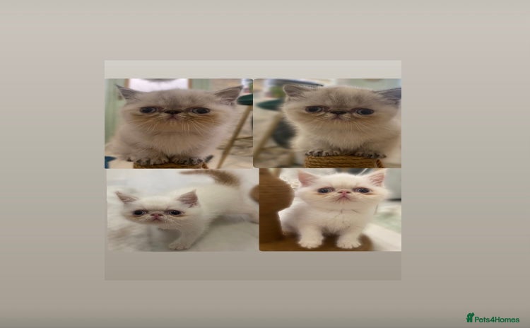 Exotic cats - Advert 2