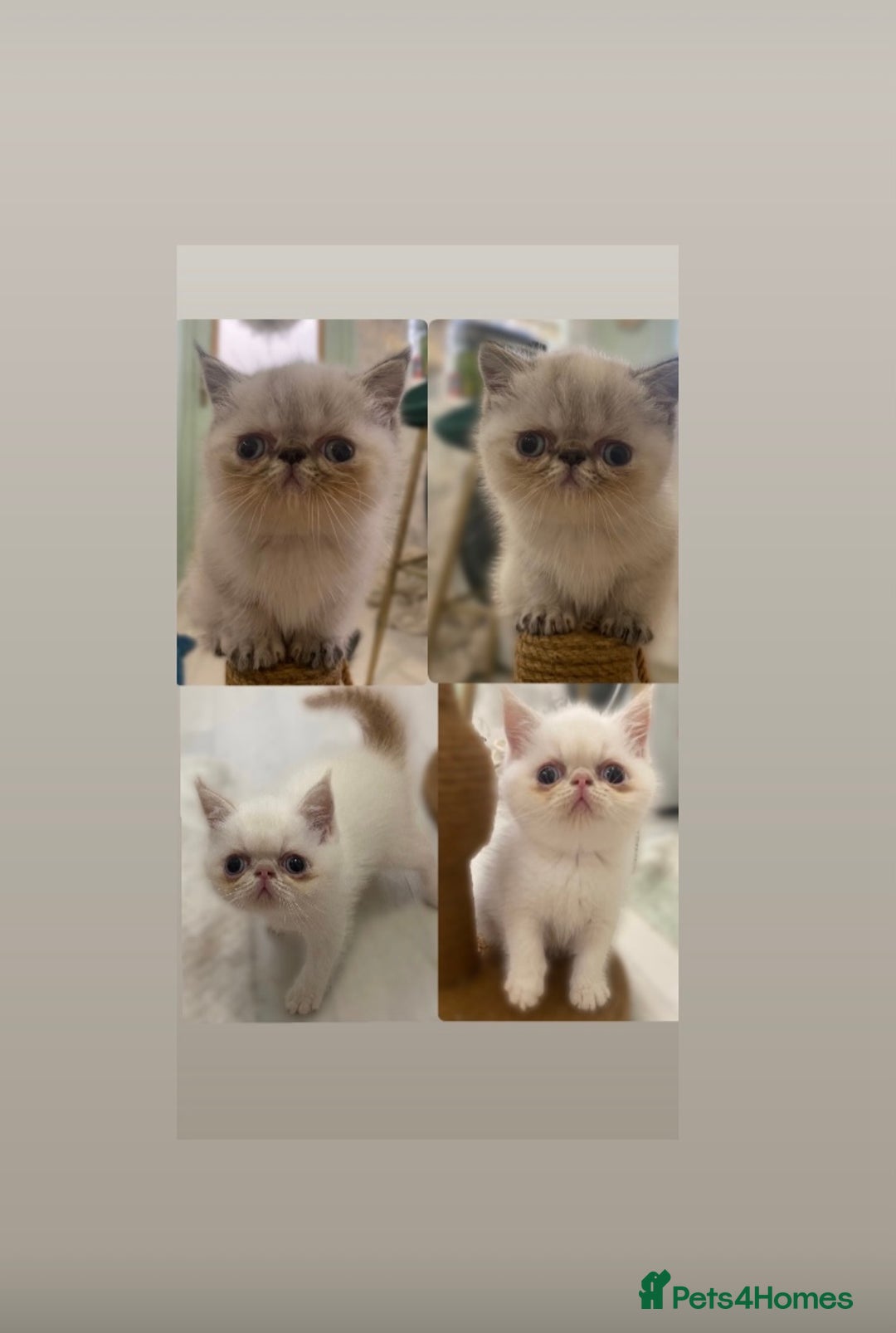 Exotic cats for sale: Outstanding exotic kittens  - Image 2