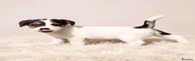 Jack Russell 3
