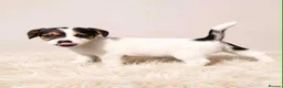 Jack Russell dogs for sale: Jack russel puppies in Crook - Advert 6