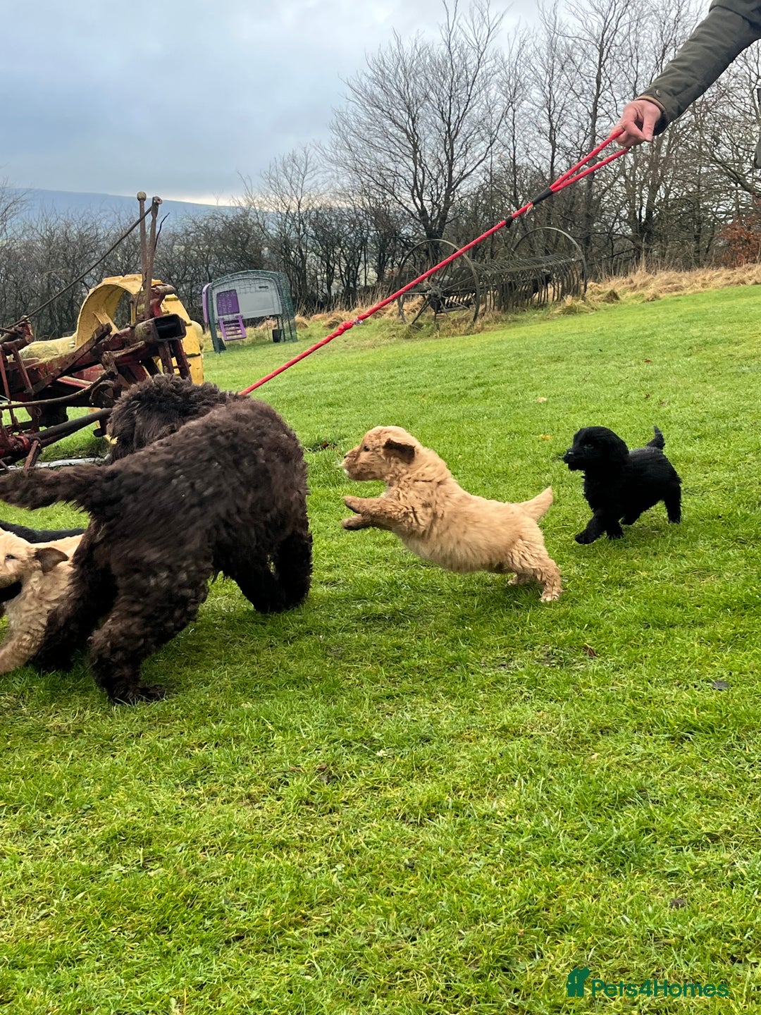 Labradoodle dogs for sale: Beautiful healthy Labradoodle Puppied - Advert 3