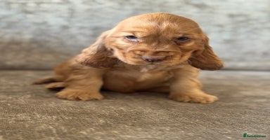 Cocker Spaniel dogs - Advert 9