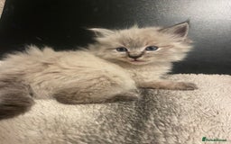 Ragdoll cats for sale: Lnyx male Ragdoll’s ready soon  - Advert 8