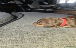 Dachshund dogs for sale: 3/4 Dachsunds  - Image 35