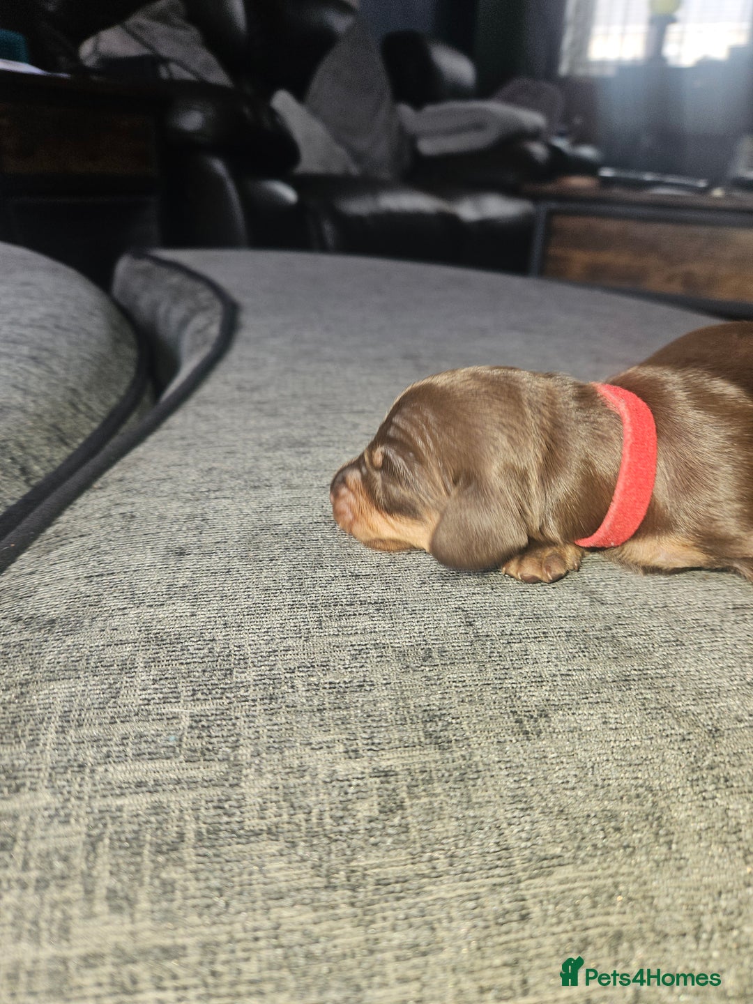 Dachshund dogs for sale: 3/4 Dachsunds  - Image 35
