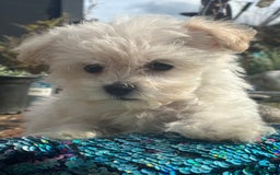 Maltipoo dogs for sale: F1 maltipoo - Image 29