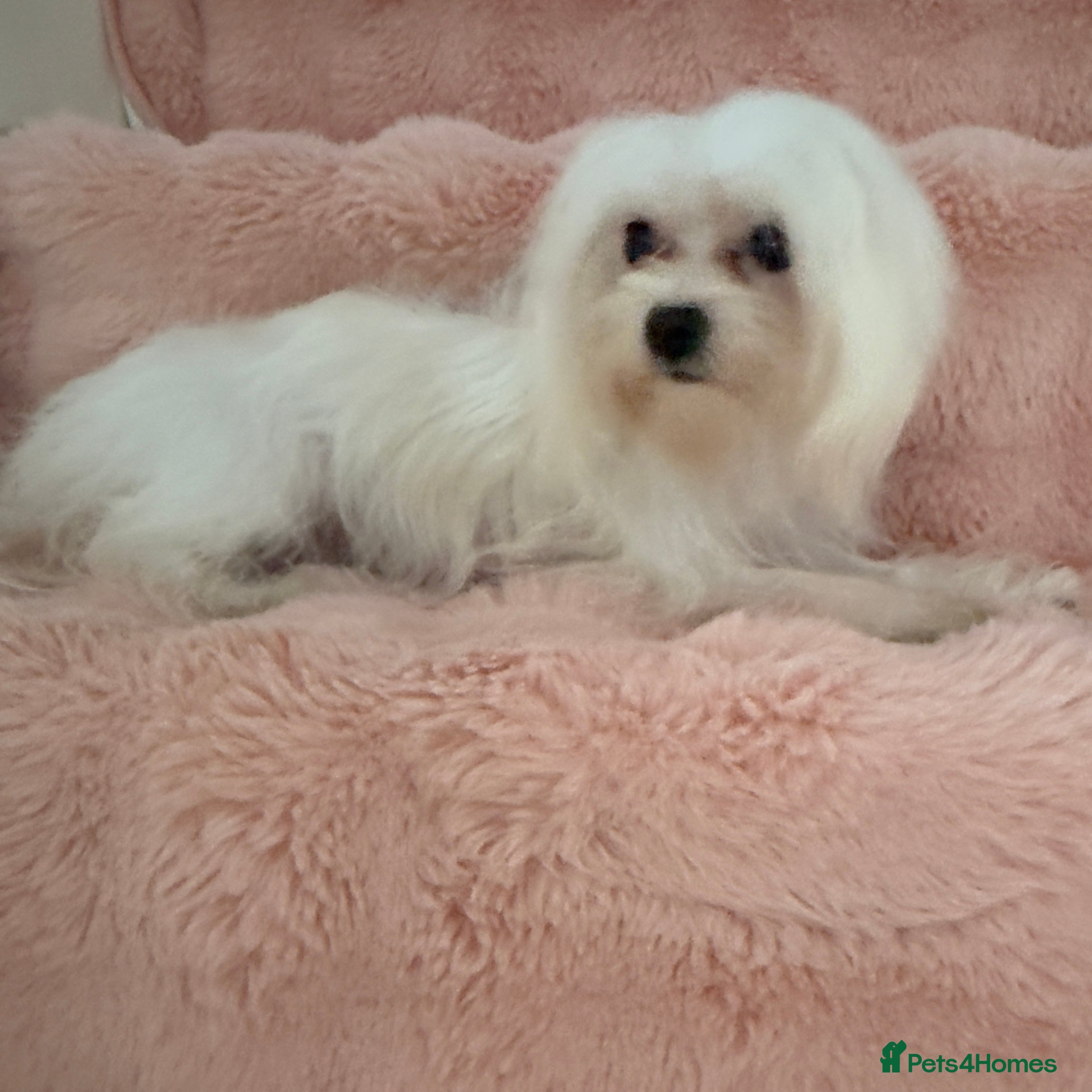 Maltese dogs Korean Maltese puppy’s available  - Advert 1