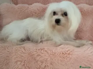 Maltese dogs Korean Maltese puppy’s available - Advert 1