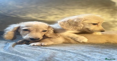 Dachshund dogs - Advert 12