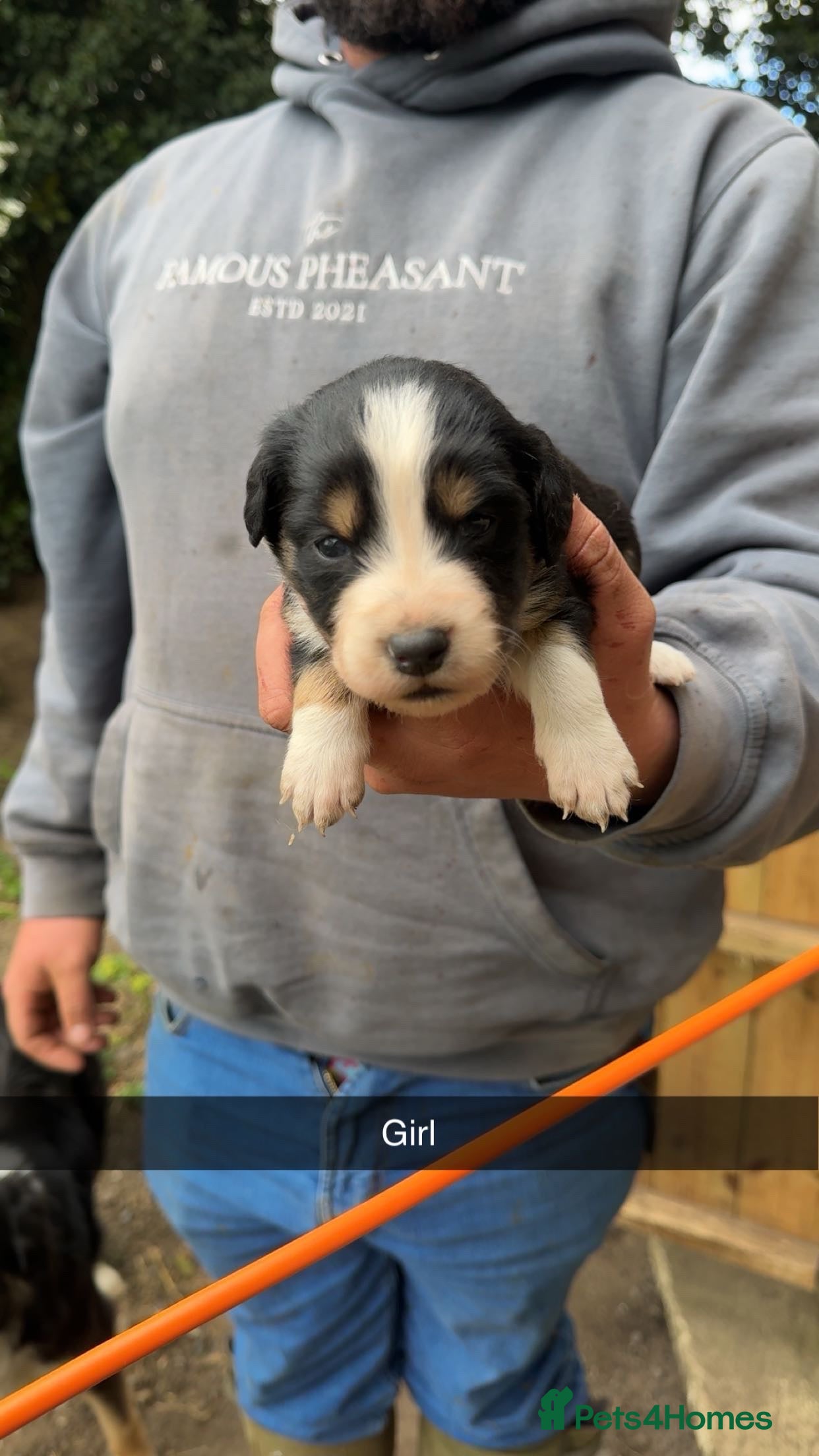 Mixed Breed dogs 11 border collie x cocker spaniel puppies - Advert 3