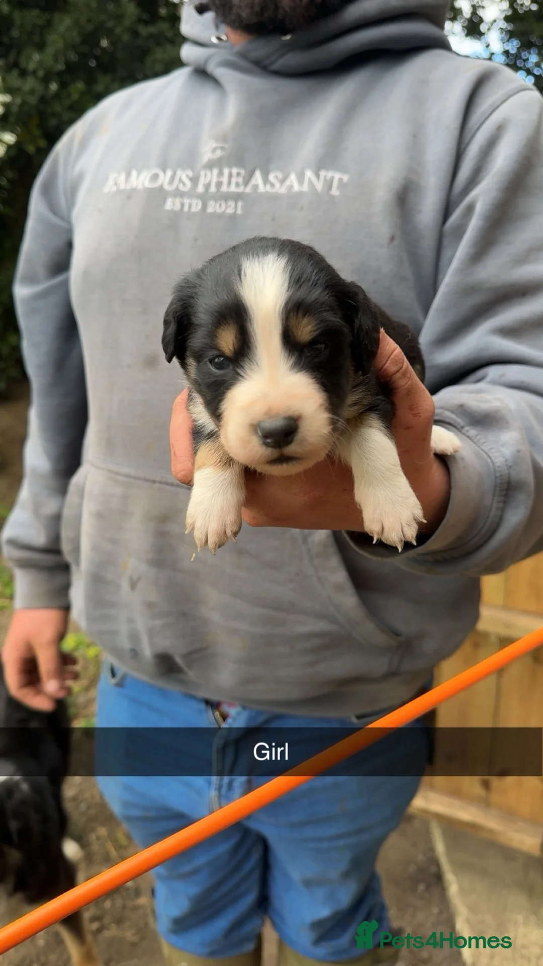 Mixed Breed dogs for sale: 11 border collie x cocker spaniel puppies - Advert 1