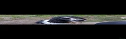 English Springer Spaniel dogs for sale: KC Show Line ESS puppies (1 B&W Boy Available) - Advert 6