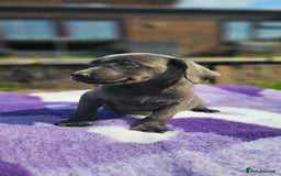 Labrador Retriever dogs for sale: LAST 2 KC HEALTH TESTED CHARCOAL LABS AVAILABLE  - Image 2