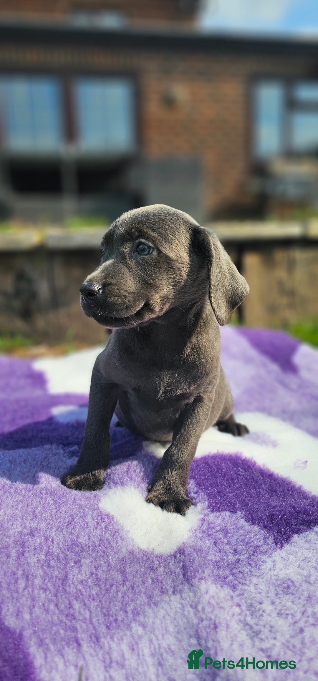 Labrador Retriever dogs for sale: LAST 2 KC HEALTH TESTED CHARCOAL LABS AVAILABLE  - Image 2