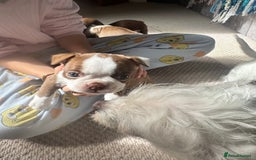 Boston Terrier dogs for sale: Boston Terrier Pups  - Image 12