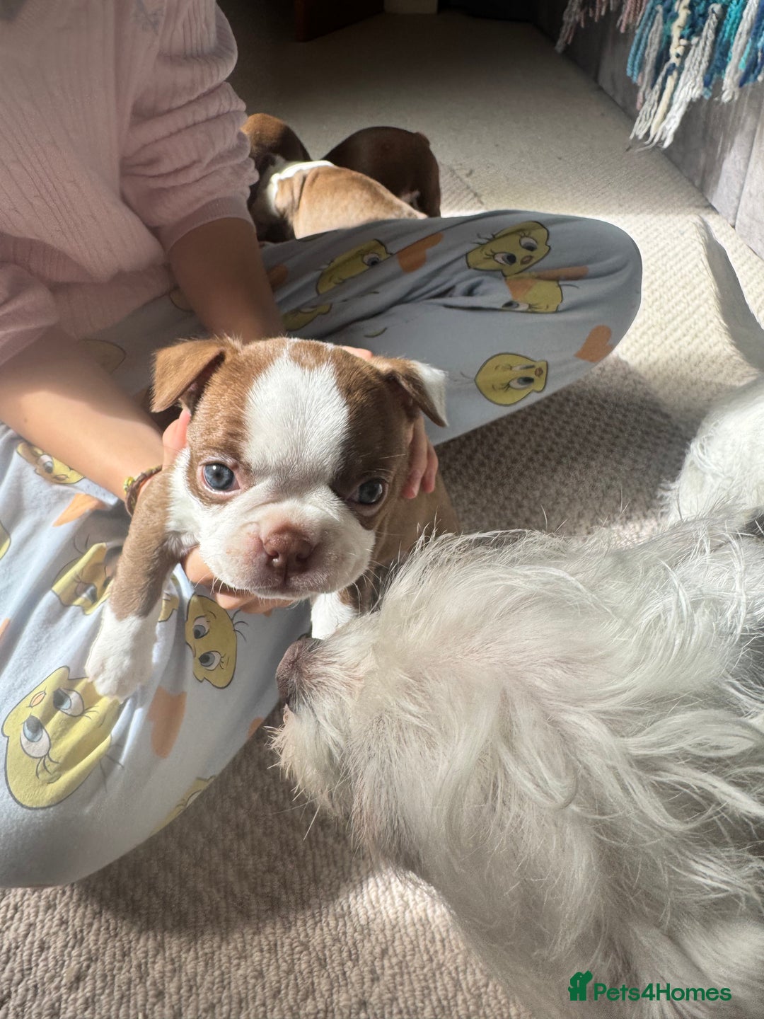 Boston Terrier dogs for sale: Boston Terrier Pups  - Image 12