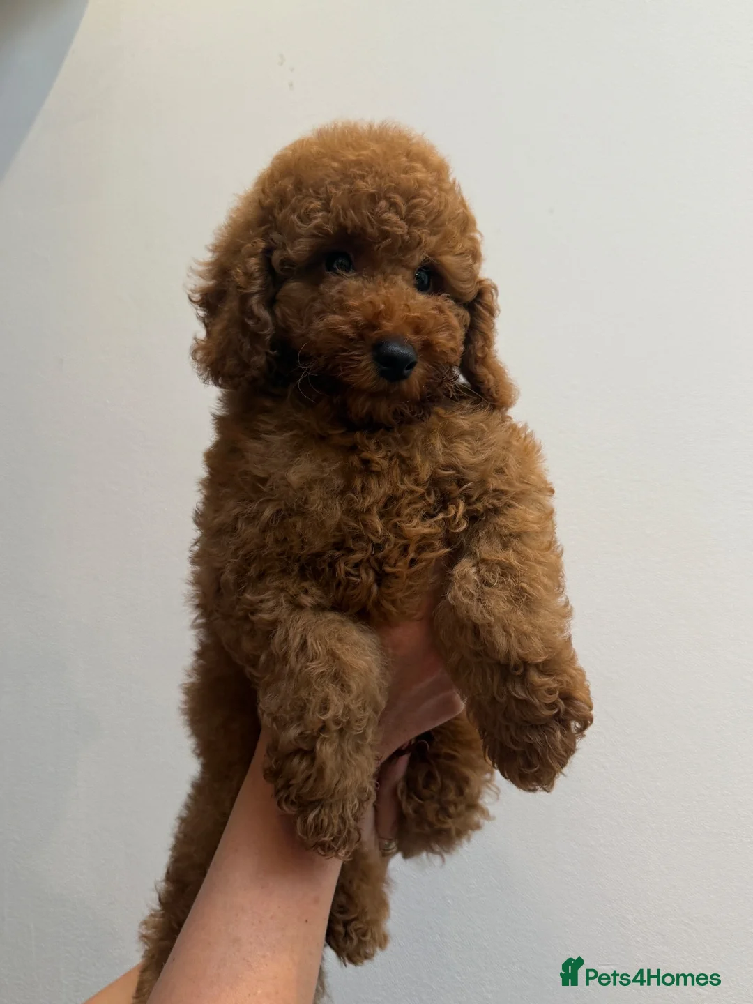 Mixed Breed dogs for sale: Small miniature poodle puppies - Advert 17