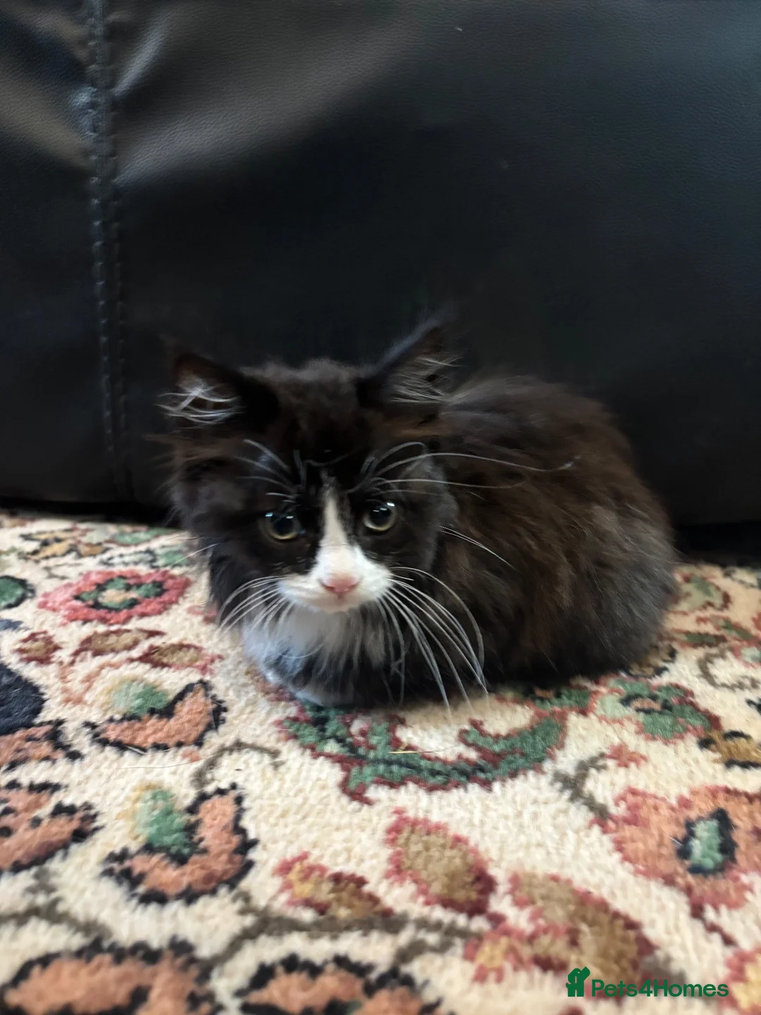 Mixed Breed cats for sale: Black and white Gorgeous kittens - Advert 2