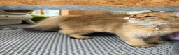 British Longhair cats for sale: ✨TICA REGISTERED GOLDEN LONGHAIR KITTENS✨ - Advert 6