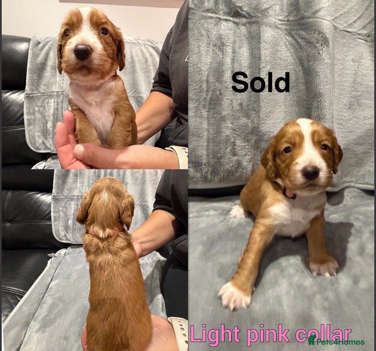Cocker Spaniel dogs 6 stunning working cocker spaniels  - Advert 2