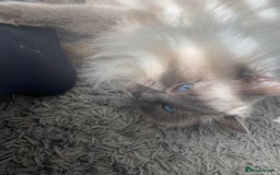 Ragdoll cats for sale: Female ragdoll 6 years old  - Image 2
