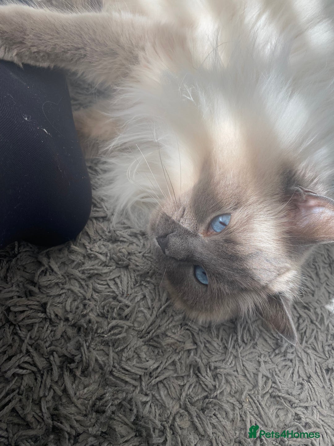 Ragdoll cats for sale: Female ragdoll 6 years old  - Image 2