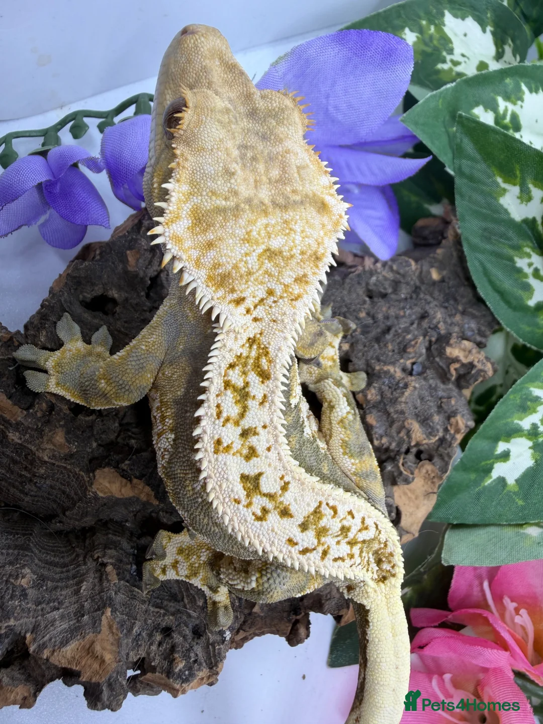 Gecko reptiles for sale: RTB female crested gecko  - Advert 5