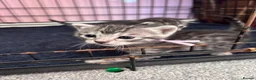 Bengal cats for sale: Bengal mix kittens  - Advert 8