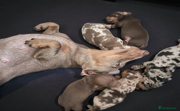 Miniature Dachshund dogs Smooth haired miniature Dashound pups - Advert 6