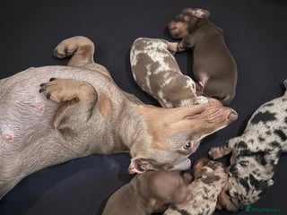 Miniature Dachshund dogs Smooth haired miniature Dashound pups - Advert 1