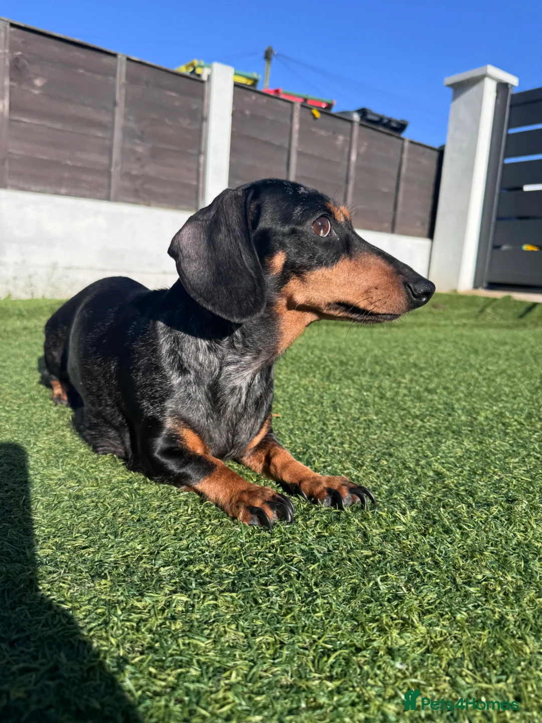 Miniature Dachshund dogs for sale: 2 KC registered miniature dachshund puppies - Advert 14