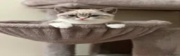 British Shorthair cats for sale: 🌸 British Shorthair Female Kitten – 3 Months Old  in Reading - Advert 3