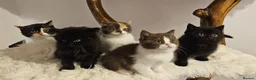 British Shorthair cats for sale: Tica British Shorthair & Longhair Champion Lines in Wigan - Advert 8