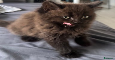 Ragdoll cats - Advert 13