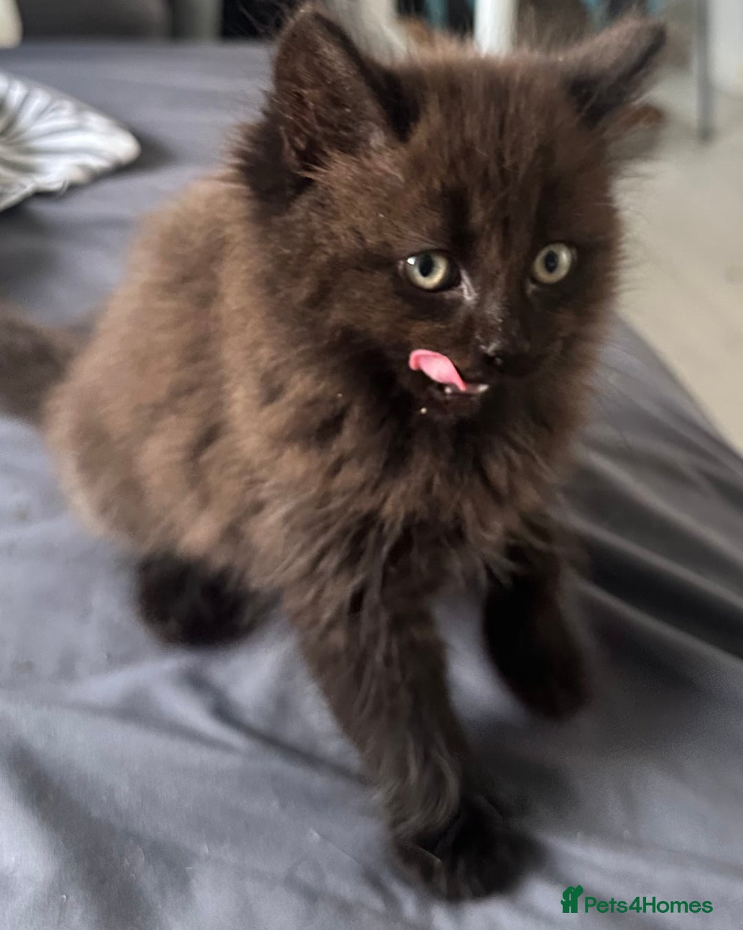 Ragdoll cats for sale: Stunning Ragdoll cross kittens - Image 2