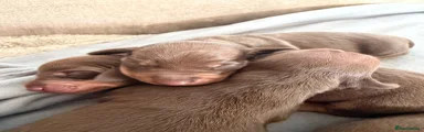 Dachshund 3