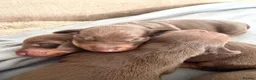 Dachshund dogs for sale: 5 beautiful pups in Pershore - Advert 5