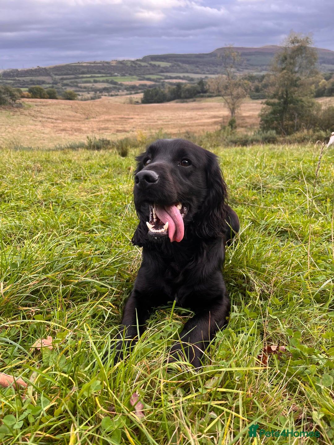 Cocker Spaniel dogs for stud: Proven Working Cocker Spaniel Stud  in Swansea - Image 7