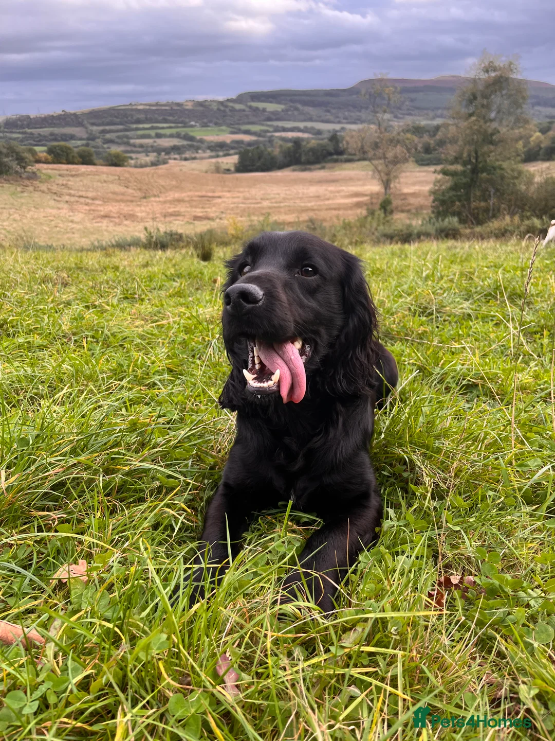 Cocker Spaniel dogs for stud: Proven Working Cocker Spaniel Stud  in Swansea - Advert 7