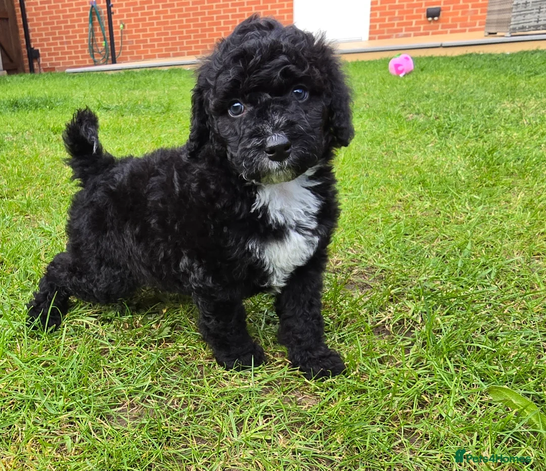 Bernedoodle dogs for sale: Bernedoodle F1B  - Advert 35